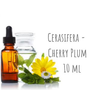 Cerasifera - Cherry Plum 10ml